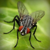 /album/club-penguin-com/photolia-a01-jpg/