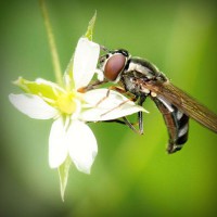 /album/club-penguin-com/photolia-a02-jpg/