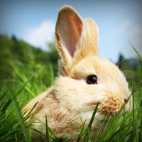 /album/club-penguin-com/photolia-a03-jpg/