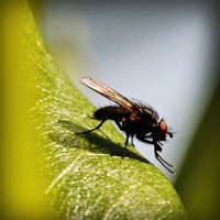 /album/club-penguin-com/photolia-a04-jpg/