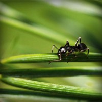 /album/club-penguin-com/photolia-a05-jpg/