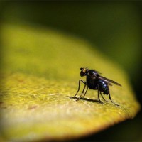 /album/club-penguin-com/photolia-a07-jpg/