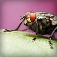 /album/club-penguin-com/photolia-a08-jpg/